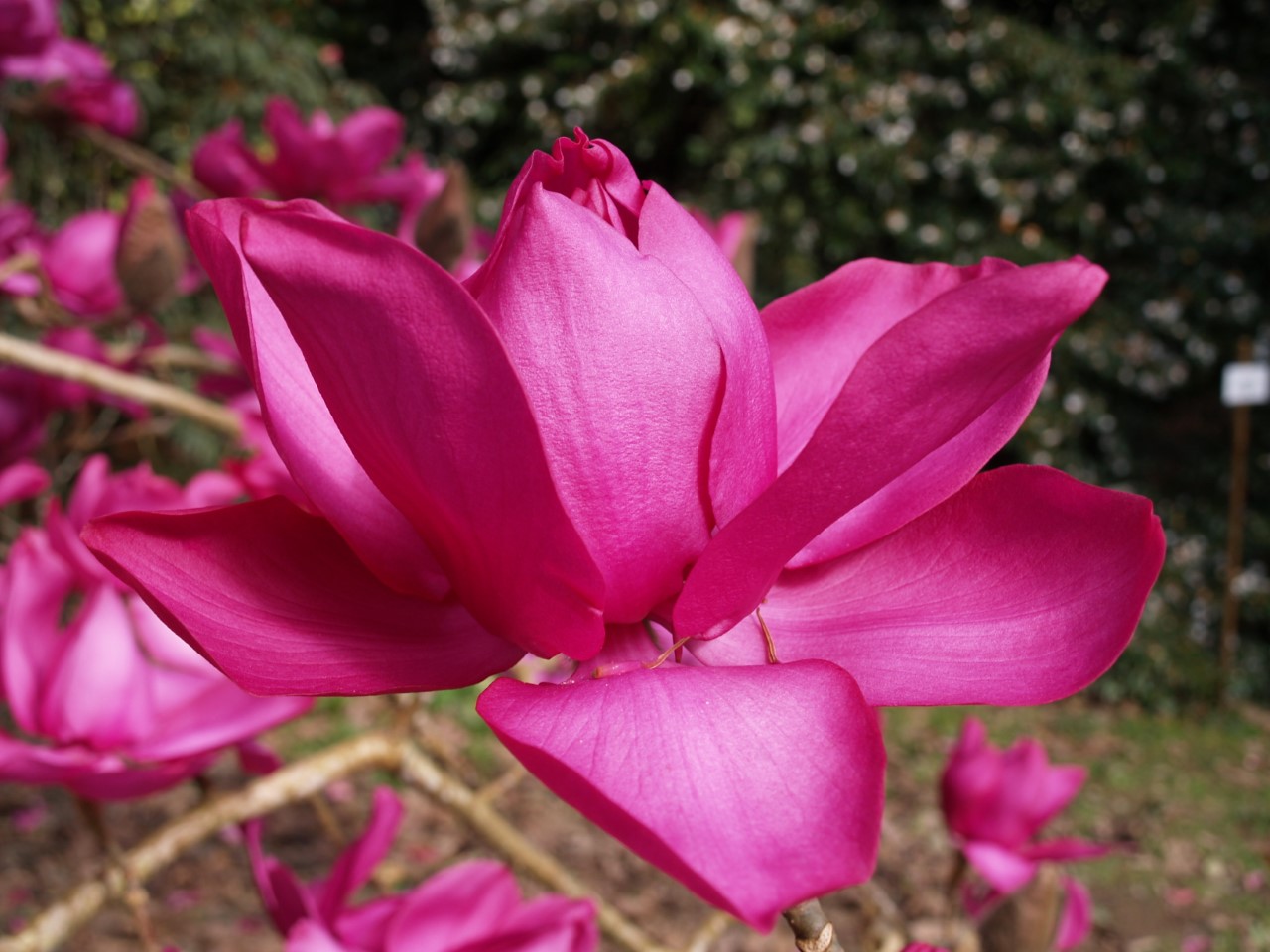 Magnolia campbellii sub species mollicomata Lanarth